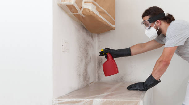 Professional Basement Mold Remediation technician working in Bedford, MA