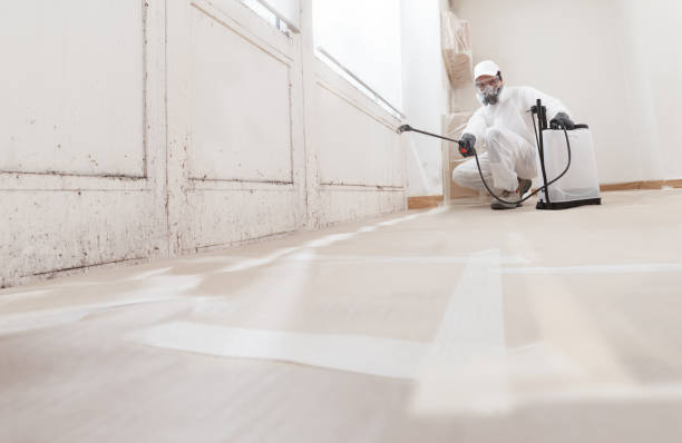 24/7 Emergency Basement Mold Remediation experts in Bedford, MA