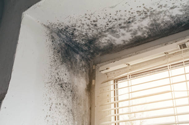 Affordable Basement Mold Remediation solutions in Bedford, MA